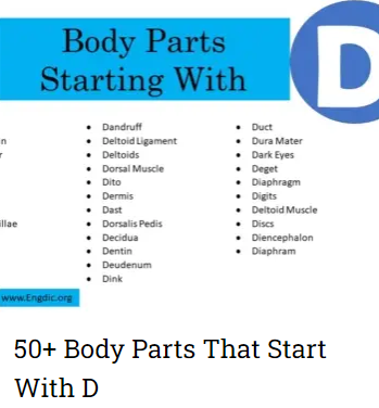 body parts that start with d